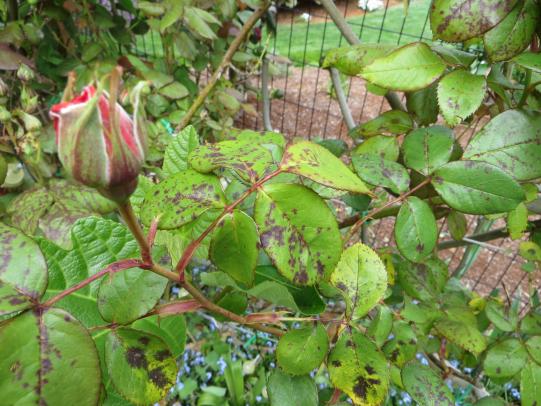 Rose foliage with black spots before leaves yellow