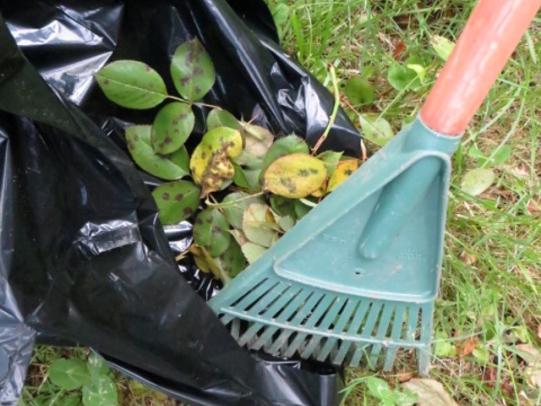 Raking diseased leaves into bag for disposal