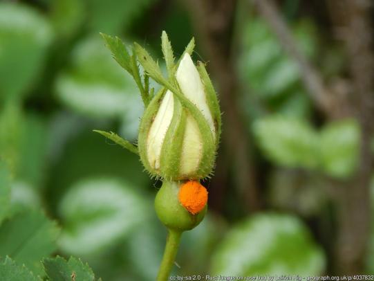 Orange pustule on rose flower bud