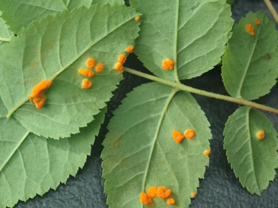 Orange rust pustules on underside of leaves