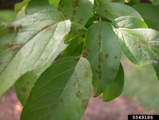  Apple leaves showing scabby blemishes