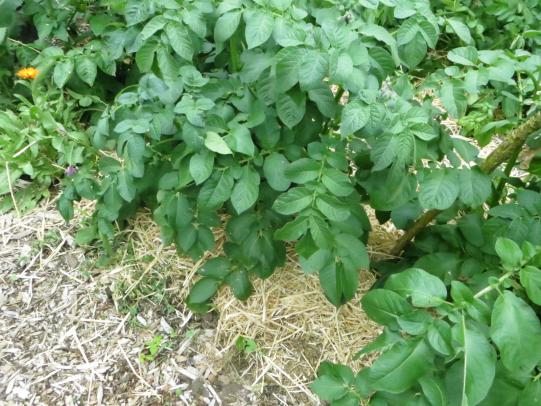 Row of potato plants