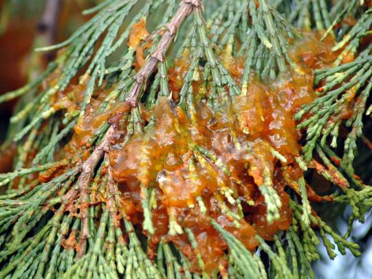 A spray of cedar foliage with orange jelly-like material 