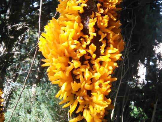 A clump of bright orange, curved telia sprouting from a stem