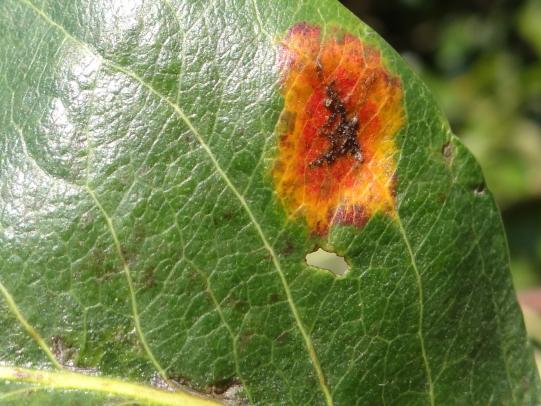 A pear leaf displaying a large yellow and orange spot with a darker center