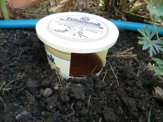 Slug and snail trap: yogurt container with hole cut in side, filled with beer