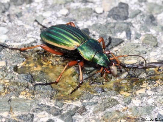 Predatory ground beetle eating a small slug