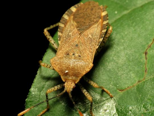 Tan and brown squash bug on green leaf
