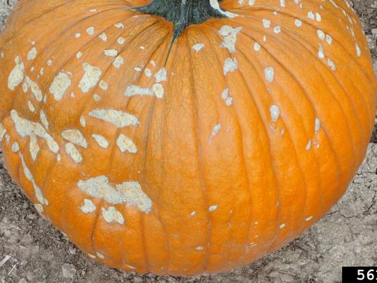 An orange pumpkin with many tan, corky scars from squash bug damage