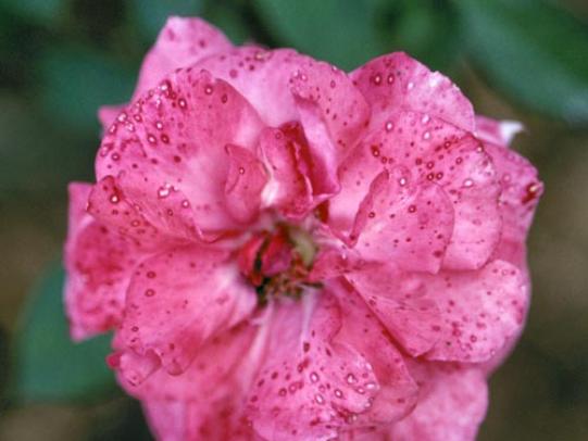 Rose flower petals with darker spots