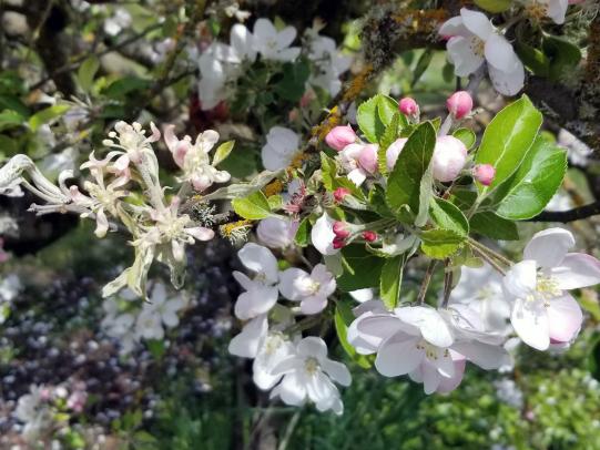 Flowers on left are distorted and covered with white powder. Flowers on right are healthy.