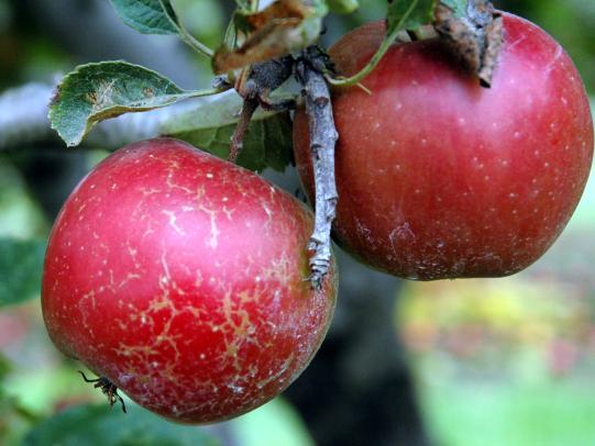 Brown streaks of russeting on red apples