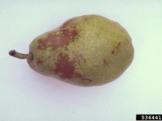 Brown patches of russeting on pear