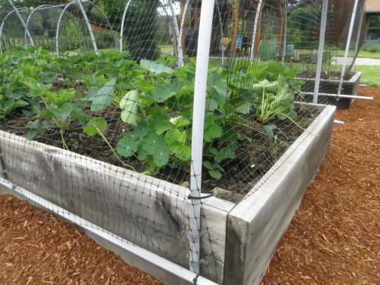 Bird netting supported by hoops over raised beds