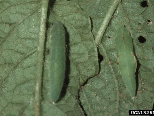 Imported cabbage moth larvae and pupa on leaf
