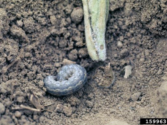 Cut worm in soil