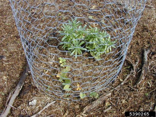 Chicken wire plant cage protecting plant