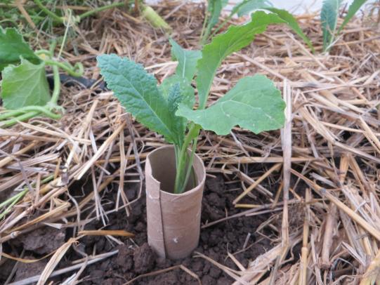 Plant collar protecting stems of kale seedling 