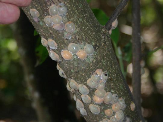 Scale insects on Magnolia branch
