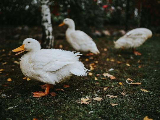 White ducks on grass