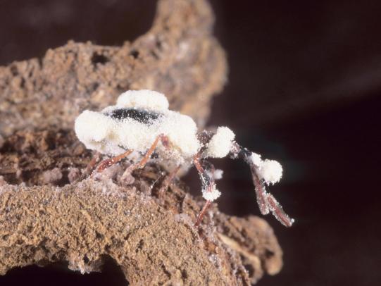 The fungus Beauveria bassiana on insect host