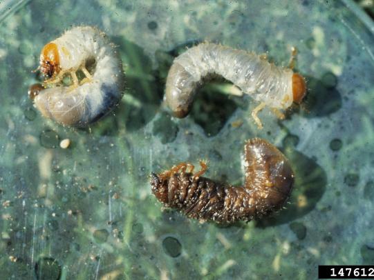 White grub larvae killed by parasitic nematodes next to two healthy larvae