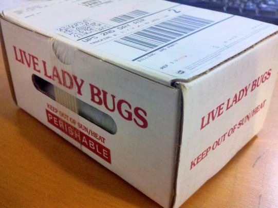 Packet of lady beetles for purchase