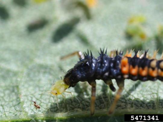Lady beetle larvae eating aphid