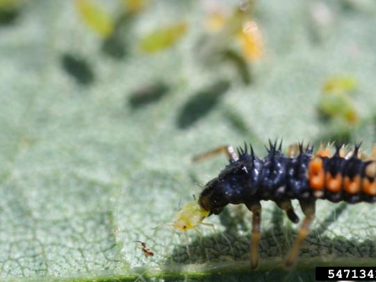 Lady beetle larva eating aphid