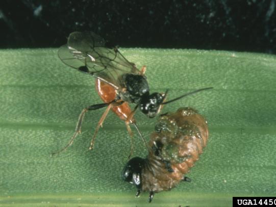 Parasitoid wasp laying egg in insect host