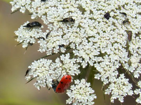 Native yarrow (Achillea millefolium) hosts a variety of insects