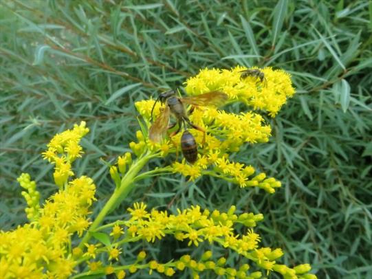 Goldenrod flower with a wasp (natural enemy) and a native bee (pollinator)