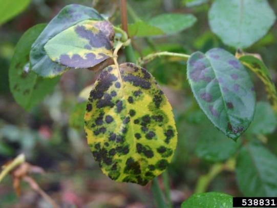 Black spots on mottled green and yellow rose leaves