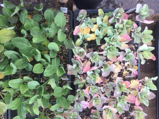 Photo comparing healthy and unhealthy broccoli seedlings