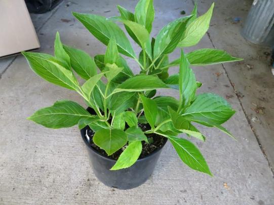 Damage free hydrangea in nursery pot