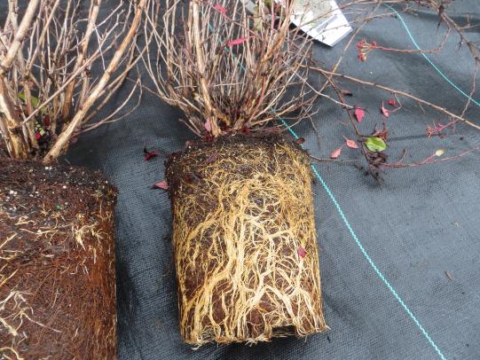 Comparison of root-bound and well-grown roots of container grown plants