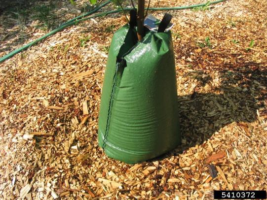 Slow-release watering bag on newly planted tree with mulch around base