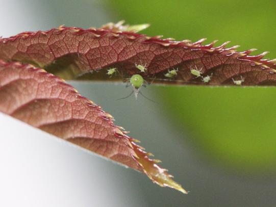 Aphids on the underside of a rose leaf