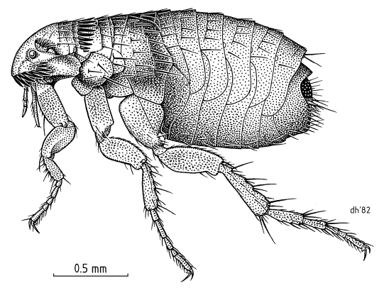 Illustration of cat flea