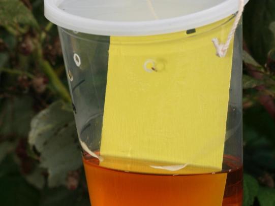 Trap for spotted wing drosophila