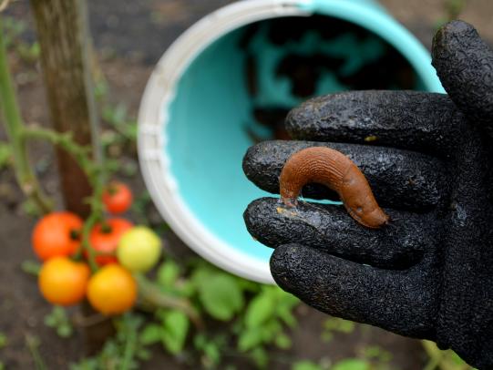 Gloved hand holding slug