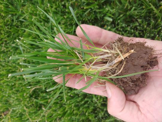 Hand holding tall fescue clump