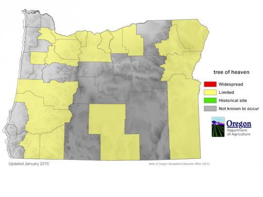 Tree-of-heaven distribution in Oregon