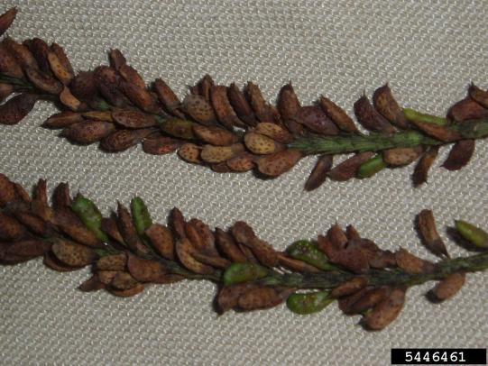 Indigo bush seed pods