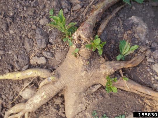 Large sprouting pokeweed root crown 