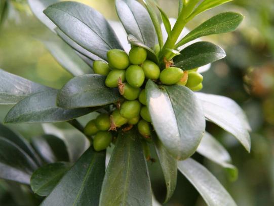 Green unripe fruit