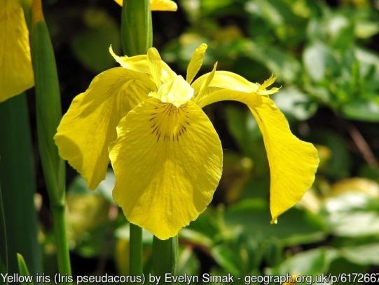 Yellow flag iris flower