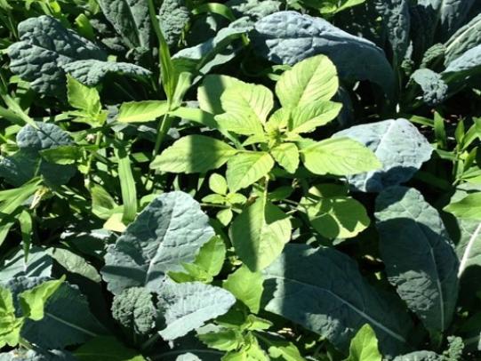 Kale seedlings crowded by many weeds