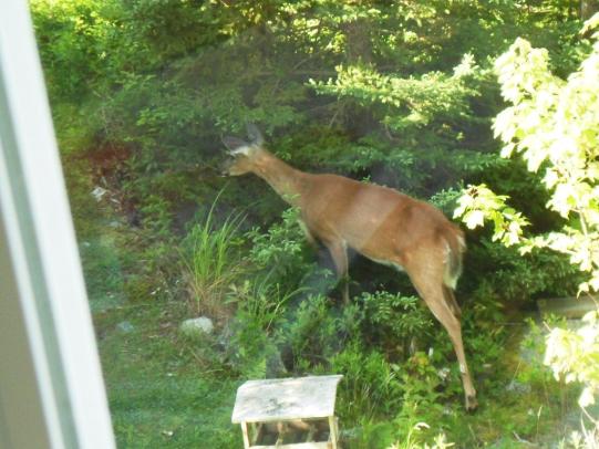 Deer browsing in yard