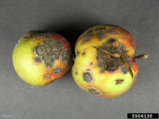 Apple fruits showing symptoms of apple scab